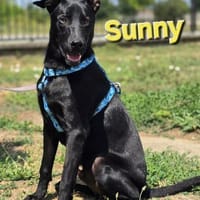 Sunny ❤ Pflegefamilie Erkelenz, Hund zur Adoption