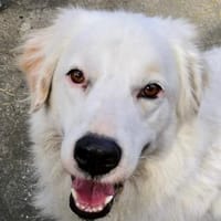 DALILA - auf PS in Niedersachsen, Hündin zur Adoption