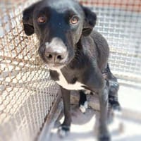 Nerina in der Tierherberge Donzdorf, Hündin zur Adoption