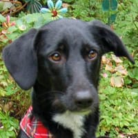 MEDDIE - wundervolles Hundemädchen, Hündin zur Adoption