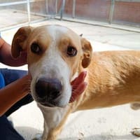 Birillo im Tierheim Sulzbach, Hund zur Adoption