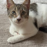Adriano aus dem Tierschutz, Kater zur Adoption