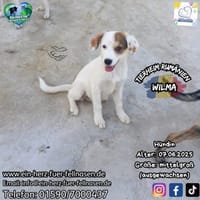 WILMA - lustig, frecher Wirbelwind, Hündin zur Adoption