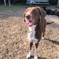 SIMARA IST BEREIT DURCHZUSTARTEN, Hündin zur Adoption