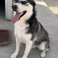 Giò im Tierheim Lüdinghausen, Hund zur Adoption