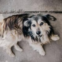 Miki ❤ Pflegefamilie Hückelhoven, Hund zur Adoption