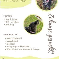 💕Sunny💕 sucht ihre Menschen💕, Hündin zur Adoption