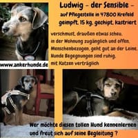 Ludwigsucht eine liebe Familie❤, Hund zur Adoption