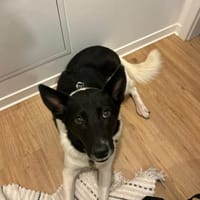 ausgeglichene Dulce sucht ihr Glück, Hündin zur Adoption