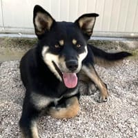 Isabella im Tierheim Lüdinghausen, Hündin zur Adoption