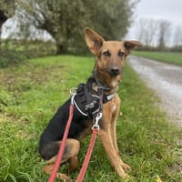 zarte Rina - kinderlieb, sanft  (Mr), Hündin zur Adoption