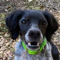 DORA, chienne à adopter