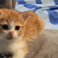 APPLE, chatte à adopter