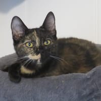 Albi, chatte à adopter