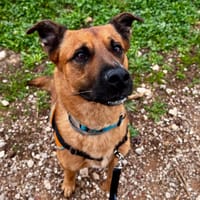 ROX, chien à adopter