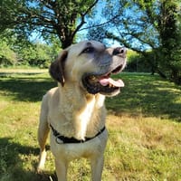 MASTOK, chien à adopter