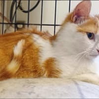 MARLEY, chat à adopter
