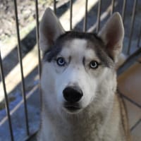denver, chien à adopter