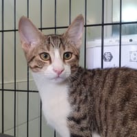 KIWI CHA, chat à adopter