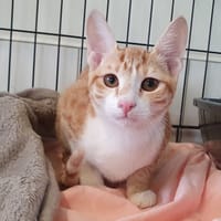 CERISE CHA, chatte à adopter