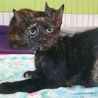 NAYA CHA, chatte à adopter