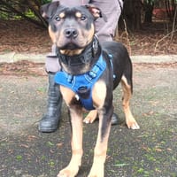 GATOR dit ATLAS VAA, chien à adopter