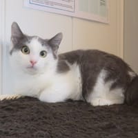 Martin, chat à adopter