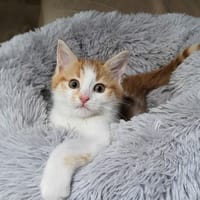 PARKA, chatte à adopter