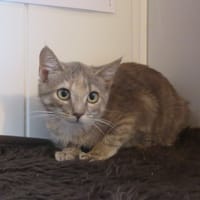 Flo, chatte à adopter