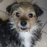 bambinou, chien à adopter