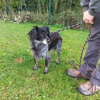 Ishka, chienne à adopter