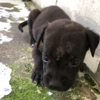 MISTRAL, chien à adopter