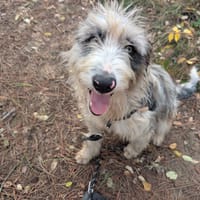 Emilien, chien à adopter