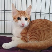 MINOU CHA, chat à adopter