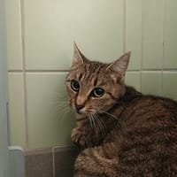 BELLA, chatte à adopter