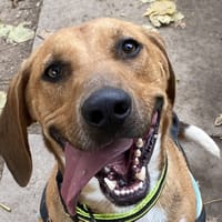 SNOW, chien à adopter