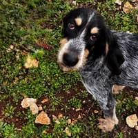 RICARD, chien à adopter