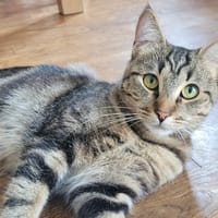 RONA, chatte à adopter