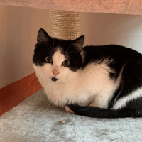 MAHOU, chat à adopter