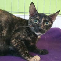 PIXI CHA, chatte à adopter