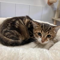 ALF, chat à adopter