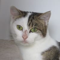 McQueen, chat à adopter
