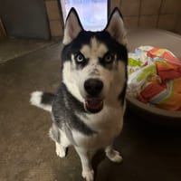 CALIN, chien à adopter