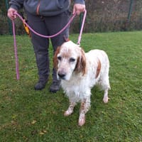 Axel, chien à adopter