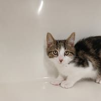 ARTEMIS, chat à adopter