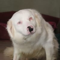 NEIGE, chienne à adopter