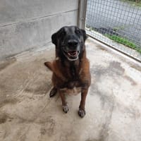 BUSAN VAA, chienne à adopter