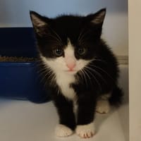 Milo, chat à adopter