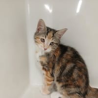 AURORE, chatte à adopter
