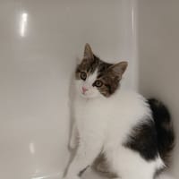 ADELIN, chat à adopter